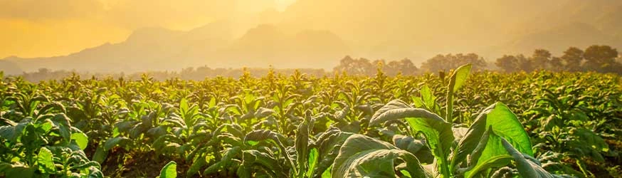 Milde Zigarren: sanft bei vollem Aroma