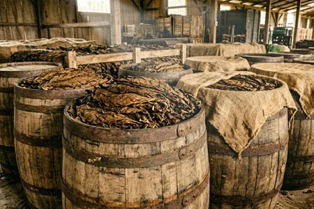 BildInEinemFassGeschichteteTabakblaetterDerSogenannterFermentationBarrel